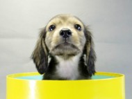 カニヘンダックス　子犬　シェーデットクリーム　男の子