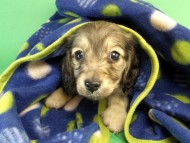 カニンヘン ダックスフンド シェーデットクリーム男の子