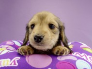 カニンヘン ダックスフンド 子犬 シェーデットクリーム 男の子 カニンヘン ダックスフンド 子犬 シェーデットクリーム 男の子