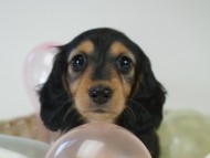 カニヘン 子犬 ブラタン女の子 カニヘン 子犬 ブラタン女の子