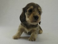 カニヘンダックス　子犬　シェーデットクリーム女の子