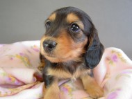 カニヘン　子犬　ブラタン女の子