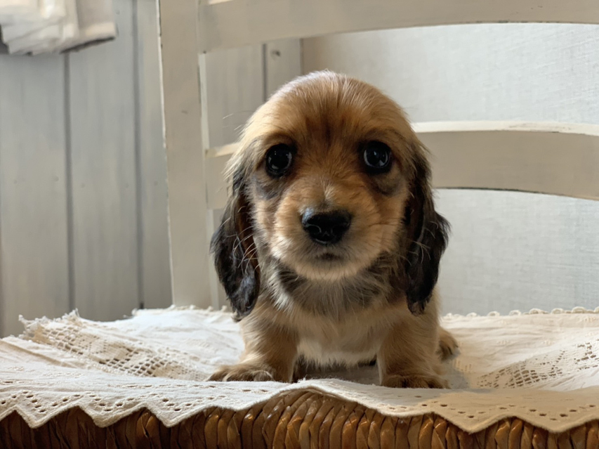 カニンヘン ダックスフンド ひな & 竹千代の子犬 レッド 女の子11914108062826 カニンヘン ダックスフンド ひな & 竹千代の子犬 レッド 女の子