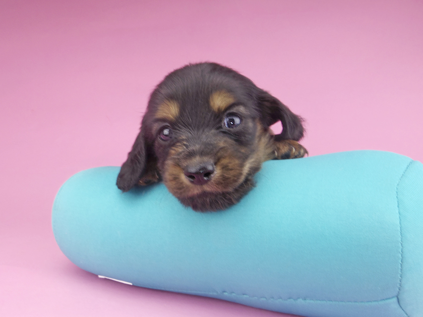 カニンヘンダックスフンド スワン & ジムダンディの子犬 ブラタン 男の子（2）