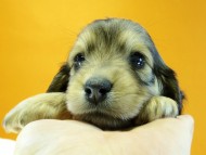 カニヘン 子犬 シェーデットクリーム 女の子 カニヘン 子犬 シェーデットクリーム 女の子