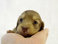 カニンヘン ダックスフンド　クリーム女の子