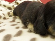 カニヘンダックス　仔犬　ブラッククリーム男の子