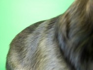 カニンヘンダックス　子犬　ブラッククリーム女の子