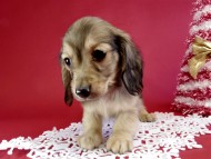 カニヘン ダックスフンド 子犬 シェーデットクリーム男の子