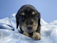 カニンヘン ダックスフンド 子犬 ブラッククリーム 男の子