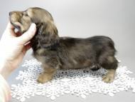 カニンヘン ダックスフンド 子犬 シェーデットクリーム 男の子 カニンヘン ダックスフンド 子犬 シェーデットクリーム 男の子