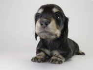 カニンヘン ダックスフンド 子犬 ブラッククリーム 女の子