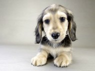 カニンヘン ダックスフンド 子犬 シェデットクリーム 男の子