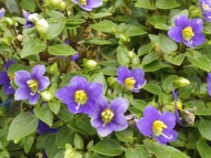 カニンヘン　子犬　シェーデットクリーム男の子