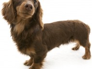 オアシス カニンヘンダックス 女の子 チョコ&タン オアシス カニンヘンダックス 女の子 チョコ&タン