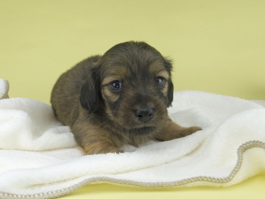 カニンヘンダックスフンド シャーロットcs & ブルースの子犬 シェーデットイエロー（シェーデットクリーム） 男の子