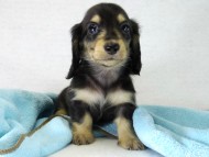 カニンヘン　子犬　ブラクリ男の子