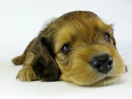 カニンヘンダックス　子犬　シェーデットレット男の子