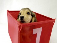 カニヘンダックス　子犬　シェーデットクリーム女の子