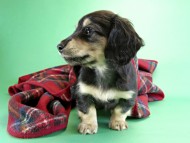 カニヘンダックス 仔犬 ブラック&クリーム男の子 カニヘンダックス 仔犬 ブラック&クリーム男の子