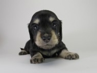 カニンヘン ダックスフンド 子犬 ブラッククリーム 女の子