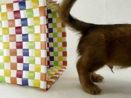 カニンヘンダックス　子犬　シェーデットレット男の子