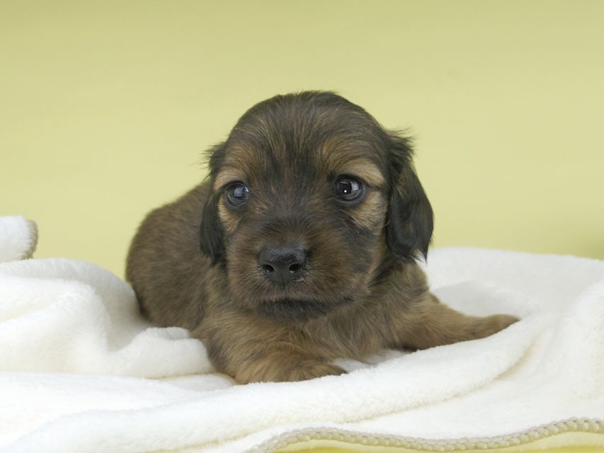 カニンヘンダックスフンド シャーロットcs & ブルースの子犬 シェーデットイエロー（シェーデットクリーム） 男の子