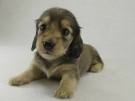 カニヘンダックス　子犬　シェーデットクリーム女の子