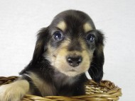 カニンヘン　子犬　ブラクリ男の子