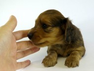 カニンヘンダックス　子犬　シェーデットレット男の子