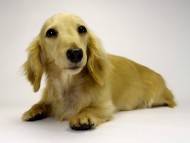 カニンヘンダックスフンド　シェーデットクリーム女の子　エリカ