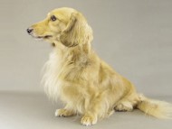 桃花ちゃん ミニチュアダックス