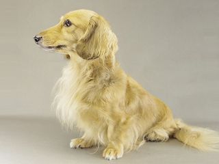 桃花ちゃん ミニチュアダックス 桃花ちゃん ミニチュアダックス