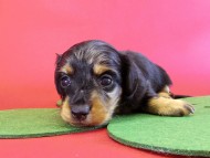 カニンヘンダックス　仔犬　シルバータンダップル男の子