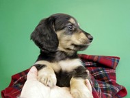 カニヘンダックス 仔犬 ブラック&クリーム男の子 カニヘンダックス 仔犬 ブラック&クリーム男の子