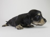 カニンヘン ダックスフンド 子犬 ブラッククリーム 女の子