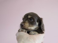 カニヘン 子犬 チョコクリ 女の子 カニヘン 子犬 チョコクリ 女の子