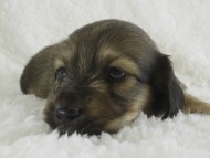 カニンヘン　子犬　シェーデットクリーム男の子