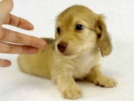 カニヘンダックス シェーデットクリーム男の子 カニヘンダックス シェーデットクリーム男の子