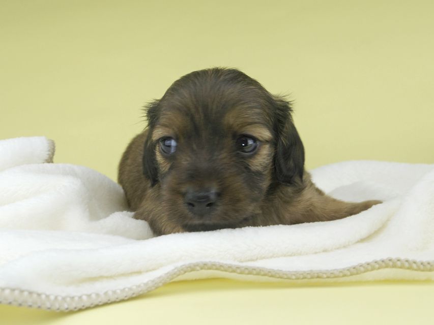 カニンヘンダックスフンド シャーロットcs & ブルースの子犬 シェーデットイエロー（シェーデットクリーム） 男の子