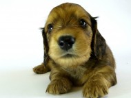 カニンヘンダックス　子犬　シェーデットレット男の子