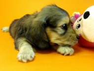 カニヘン 子犬 シェーデットクリーム 女の子 カニヘン 子犬 シェーデットクリーム 女の子