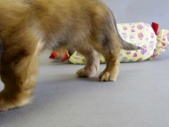 カニヘン　子犬　レット男の子