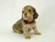 カニヘンダックス 子犬 クリーム 女の子 カニヘンダックス 子犬 クリーム 女の子