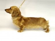 ミニチュアダックス 「ゴールディ」