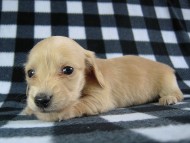 カニヘン　子犬　クリーム女の子