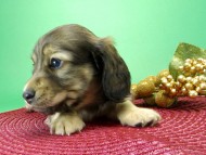 カニンヘンダックス　子犬　ブラッククリーム女の子