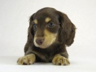 カニヘン　子犬　チョコクリ女の子