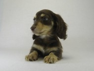 カニヘン　子犬　チョコクリ女の子