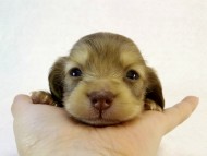 カニンヘン ダックスフンド　クリーム女の子